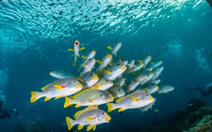 Sauwandarek Raja Ampat